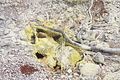 BigIsland / Kilauea Sulphur Banks