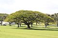 Oahu / Honolulu Memorial Center