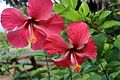 04-moorea_021