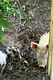 Loose pig family around the house (Freilaufende Schweine-Familie)